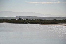 Delta del río Muluya 02.jpg