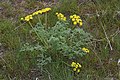 Lomatium grayi