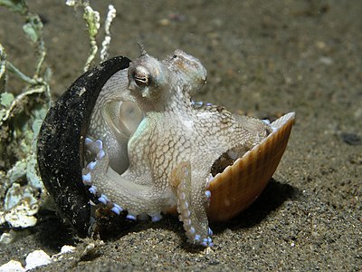 Amphioctopus marginatus (Coconut Octopus)