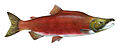 2 Oncorhynchus nerka uploaded by Neutrality, nominated by Citron