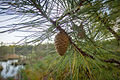 Foliage and cone, Lake Atsion, New Jersey