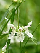 Stachys annua