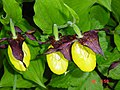 Cypripedium calceolus Czech Republic - Jobova Lhota