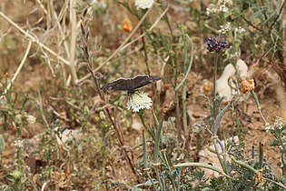 Erynnis funeralis