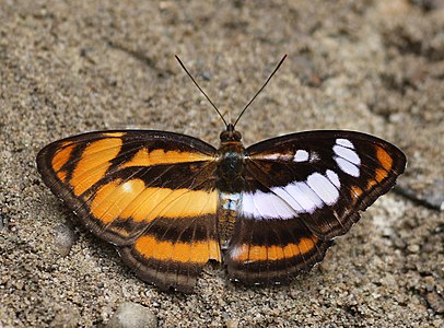 Gynandromorph of Athyma inara Westwood, 1850 - Colour Sergeant