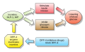 Action of GLP-1 and DPP-4 inhibitors, redrawn