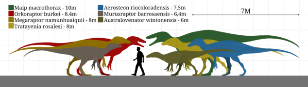 Megaraptoridae size chart.png