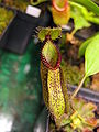 Pitcher of Nepenthes hamata