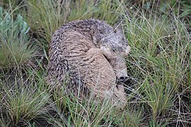 New Born Saiga in Korgalzhyn Reserve.jpg