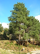 Pinus pinaster mesogeensis.JPG