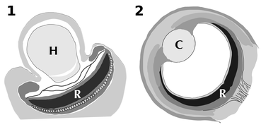 Plos one hayakawa erythropsidinium ocelloid EM figS1.png