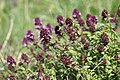 Thymus pulegioides