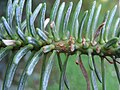 Thumbnail for File:Abies pinsapo leaves.jpg