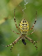 Argiope bruennichi