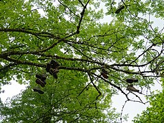 Chaussures sur un arbre @ Seynod (50884012648).jpg