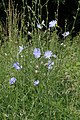 * Nomination Cichorium intybus, Central Bohemian Region, Czechia --Nefronus 12:09, 12 July 2021 (UTC) * Promotion  Support Good quality. --Jakubhal 15:53, 12 July 2021 (UTC)