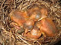 Amsel 2 Tage alt     blackbird 2 days old