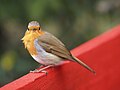 Erithacus rubecula in Germany