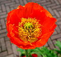 Papavero decorativo / Ornamental poppy.