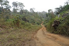 Forest Reserve, Lake Barombi.jpg