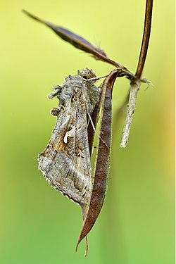 "Gammaeule_(autographa_gamma).jpg" by User:Sven Damerow