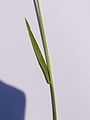 Hordeum secalinum