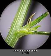 Melilotus altissimus sl14.jpg