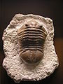 Fossilised Asaphus expansus trilobite