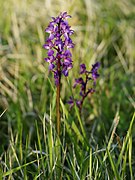 Orchis mascula