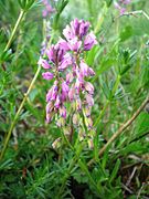 Polygala comosa