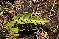 Polypodium amorphum