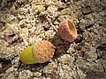 Quercus erucifolia Steven