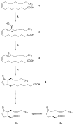 Synthesis Jasmonic acid.svg