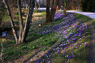 Park with crocuses in Munich