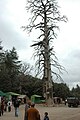 The famous Gouraud Cedar (fr:Cèdre Gouraud), Maroc