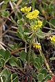 Eriogonum umbellatum