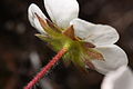 Fragaria virginiana