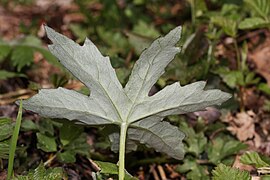 Petasites frigidus 6220.JPG