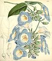 "Thunbergia_laurifolia_(T._harrisii)_Bot._Mag._83._4998._1857.jpg" by User:Epibase