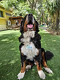 Thumbnail for File:Timmi the Therapy dog from Israel Bernese Mountain Dog 04.jpg