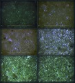 Examples of fine-grained limestones from the Upper Creatceous of Spain and Germany in thin section