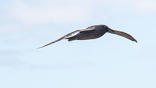 2021-10 Amsterdam Island - Dark-mantled sooty albatross 07.jpg