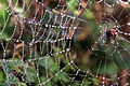 50 Araneus trifolium and its web with fog droplets at Twin Peaks in San Francisco uploaded by Mbz1, nominated by Mbz1