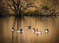 Branta canadensis