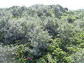 Hippophae rhamnoides, Düne (Helgoland), Germany