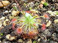 Drosera pedicellaris habitus