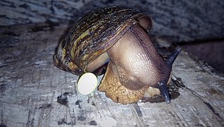 Giant West African Land Snail.jpg