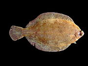 Microstomus kitt