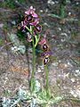 Ophrys × heraultii plants Spain - Mallorca