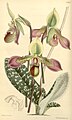 Paphiopedilum hookerae (as syn. Cypripedium hookerae) plate 5362 in: Curtis's Bot. Magazine (Orchidaceae), vol. 89, (1863)